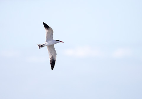 Caspian Tern in flight